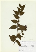 藏品(毛茉莉)的圖片